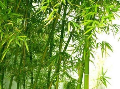 大自然的治愈力量