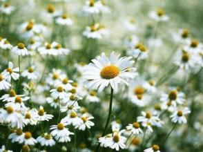 人生如若只初见