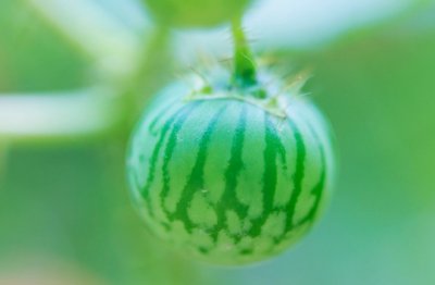 罗斯福咬紧他的牙根